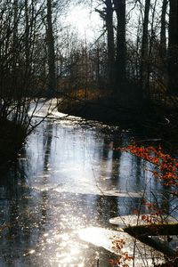 Reflection of trees in water against sky