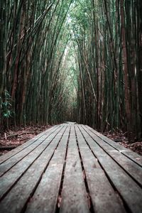 Surface level of walkway along trees in bamboo forest