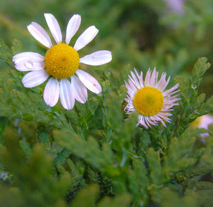 Close-up of daisy flower