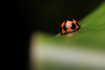 Close-up of ladybug on leaf