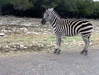 Zebra standing on field by road