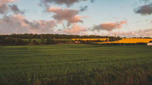 Scenic view of agricultural field against sky