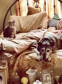 Close-up of dog relaxing on bed