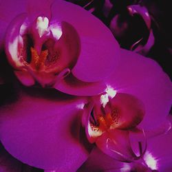 Close-up of pink flower