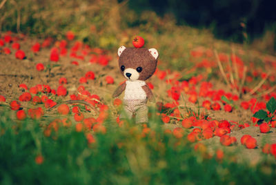 Close-up of stuffed toy on field