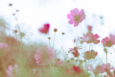 Close-up of pink cosmos flowers on field