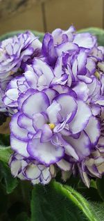 Close-up of purple flowering plant