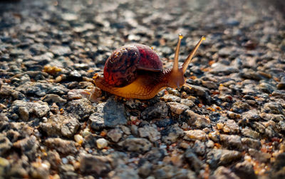 Close-up of snail on rock