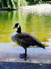 Duck on a lake