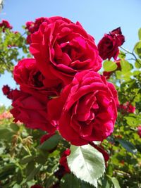 Close-up of red rose