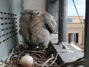 View of birds in nest