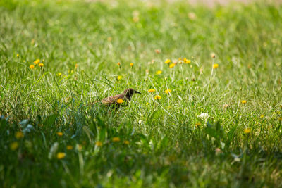 Close-up of bug on grassy field