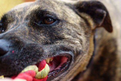 Close-up of dog