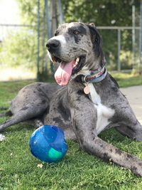 Dog sitting on field