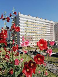 Red flowering plant against building