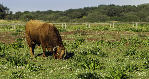 Retinto bull with broken horn eating grass on a green meadow in andalusia, spain