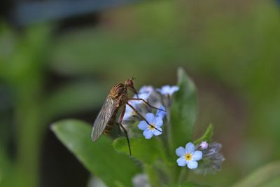 Close-up of insect on purple flower