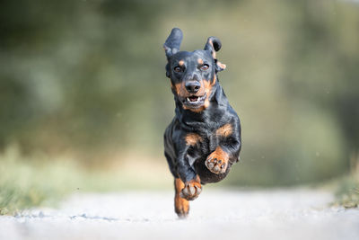 Portrait of dachshund running on dirt road