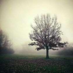 Bare trees on field in foggy weather