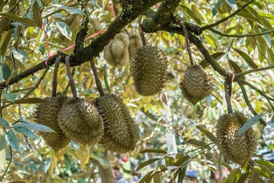 Low angle view of fruits growing on tree