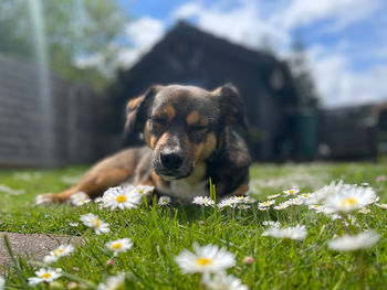 View of a dog on field