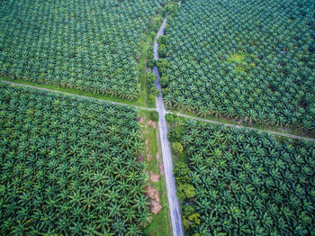 The road inside palm oil tree or plantation in the regency of luwu timur, south sulawesi, indonesia