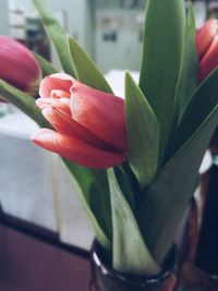 Close-up of flowering plant