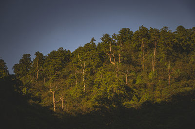 Low angle view of trees against sky