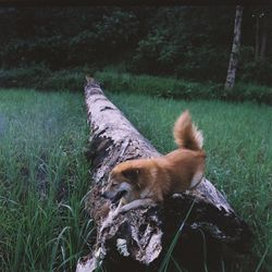 Dog on fallen tree at field