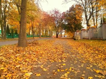 Autumn leaves on road