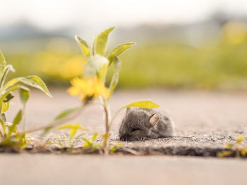 Close-up of little mouse sleeping under yellow flower