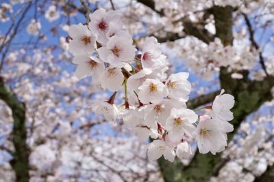 Close-up of white cherry blossom tree