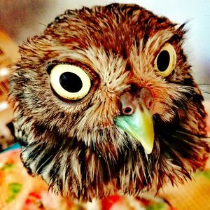 Close-up portrait of owl