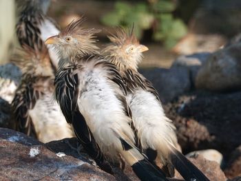 Close-up of eagle perching on rock