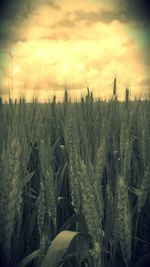 Scenic view of field against cloudy sky