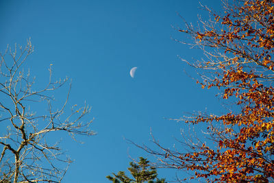 Low angle view of tree against blue sky