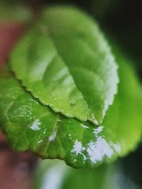 Close-up of water drops on leaf