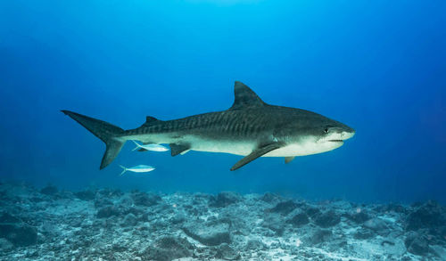 Fish swimming in sea