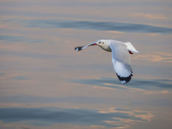 Seagull flying over sea