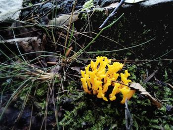 Close-up of yellow flowers blooming outdoors