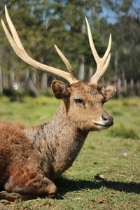 Close-up of deer on field