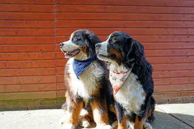 Two bernese mountain dogs sitting near the wall, looking away.