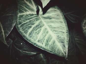 Close-up of autumn leaf in water