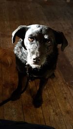 High angle portrait of dog at home