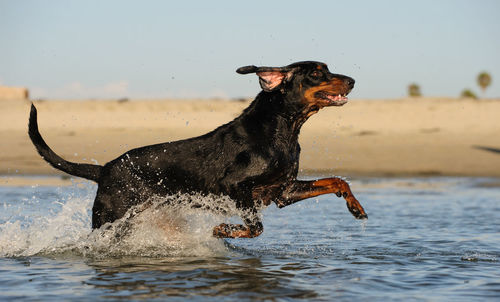 Dog in water at beach against sky