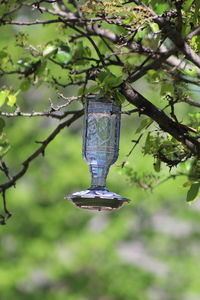 Close-up of chain hanging on tree