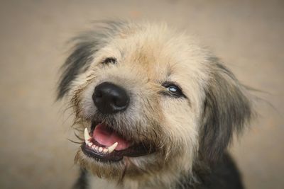 Close-up portrait of dog sticking out tongue