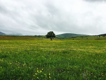 Scenic view of field against sky