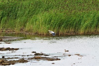 View of birds in lake