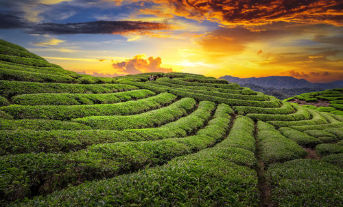 Scenic view of field against sky during sunset